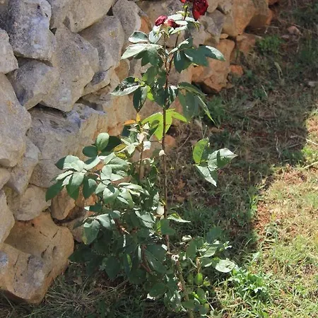 By The Sea Ilovik, Losinj - 8075 아파트 Ilovik