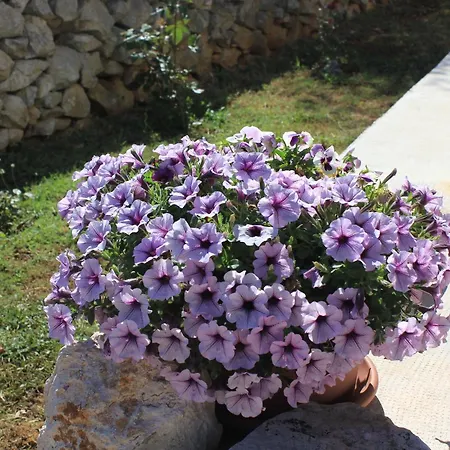 By The Sea Ilovik, Losinj - 8075 Apartman *